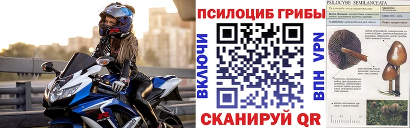 Галлюциногенные грибы Psilocybine cubensis  дарнет шоп  Красноармейск 